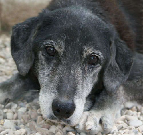 iaia_5.04.2012_n._6.jpg