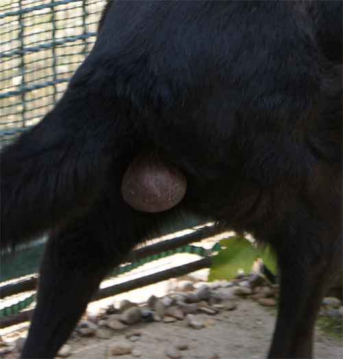 ikeo_10.09.2012_n._2.jpg