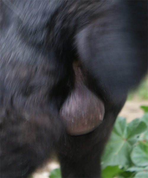 ikeo_2.10.2012_n._1.jpg