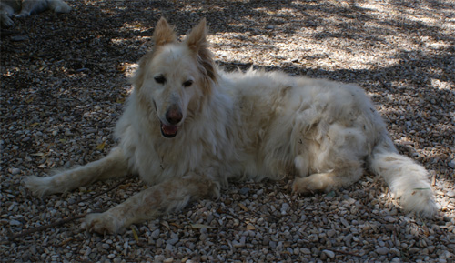 indio_8.08.2012_n._1.jpg