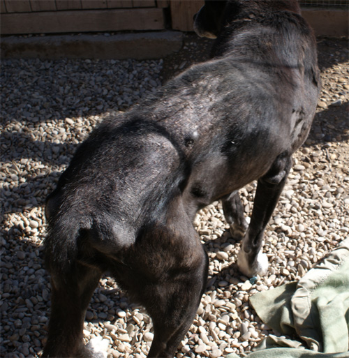 iris_22.02.2012_n._2.jpg
