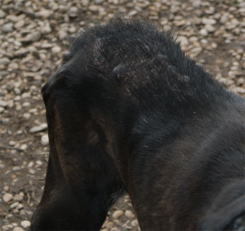 iris_5.01.2012_n._3.jpg