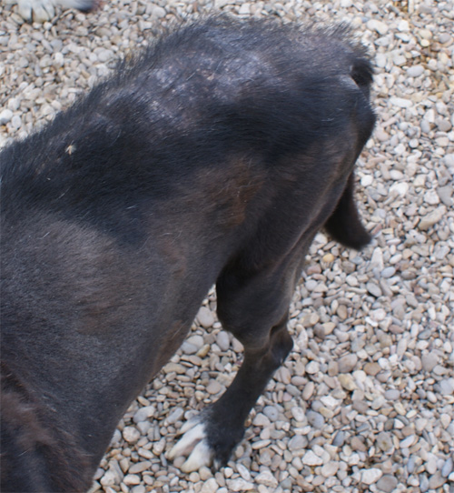 iris_8.02.2012_n._2.jpg