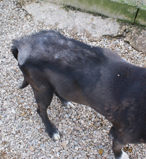 iris_8.02.2012_n._3.jpg