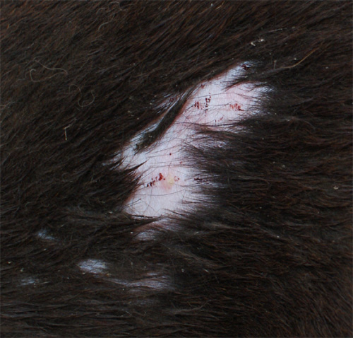 irma_6.11.2012_n._1.jpg