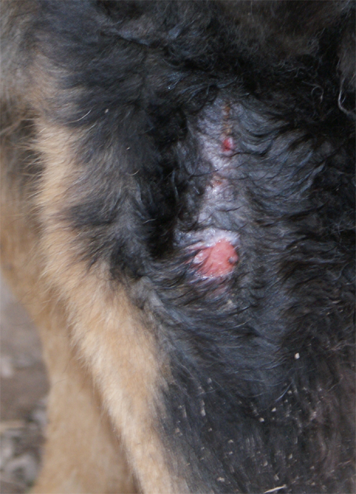 lupo_riccio_20.03.2012_n._1.jpg