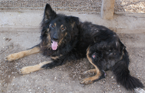 lupo_riccio_28.03.2012_n._4.jpg