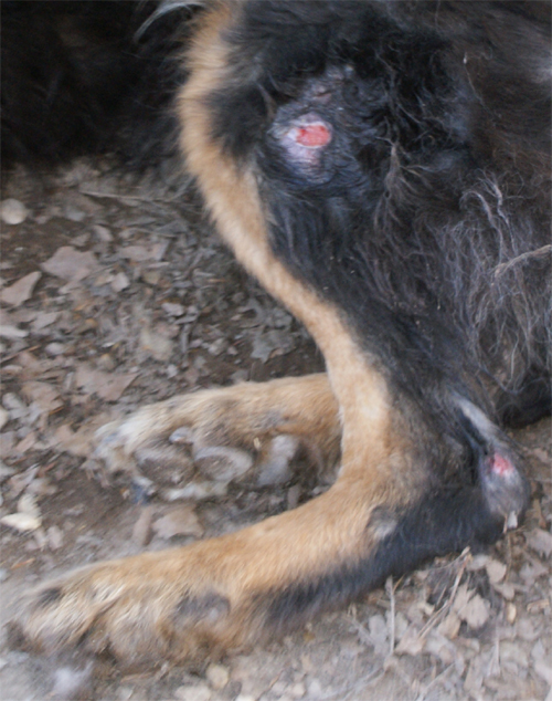 lupo_riccio_28.03.2012_n._6.jpg