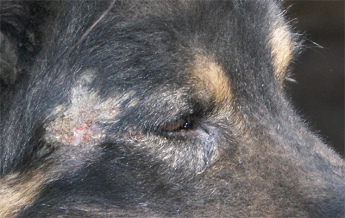 lupo_riccio_28.03.2012_n._8.jpg