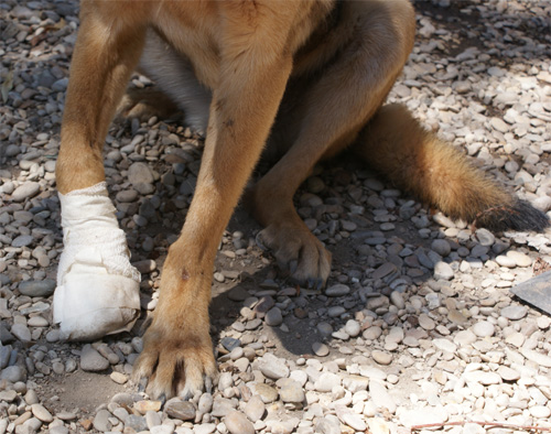 mariuccio_20.082012_n._2.jpg