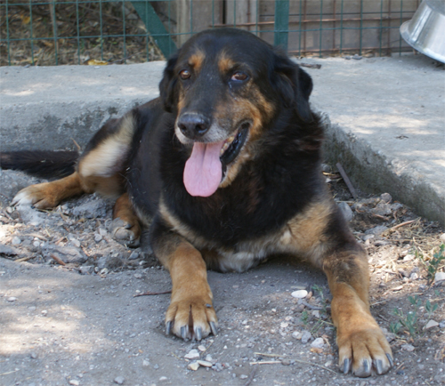 negus_26.6.2011_n._1.jpg