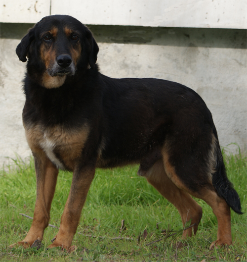 negus_intero1_x_baubau.jpg