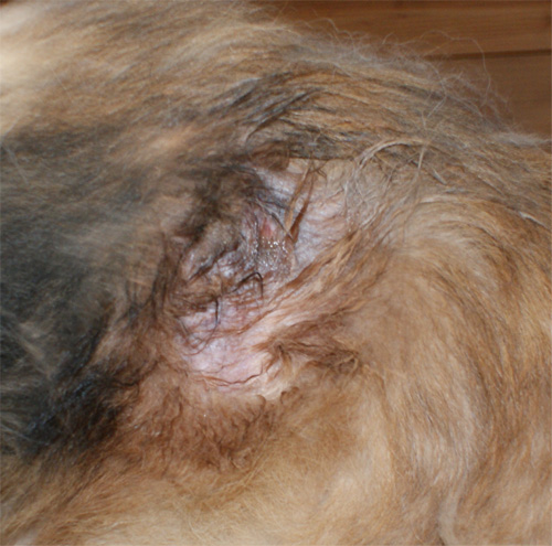 orso_16.11.2012_n._2.jpg