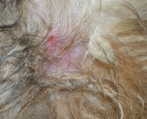 orso_18.06.2012_n._2.jpg
