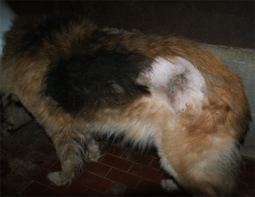 orso_3.12.2012_n._1.jpg