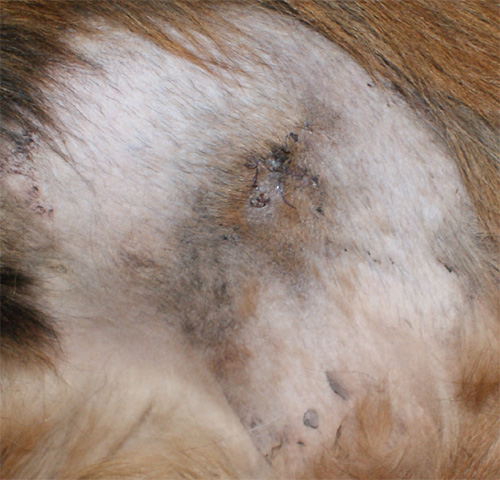orso_3.12.2012_n._2.jpg