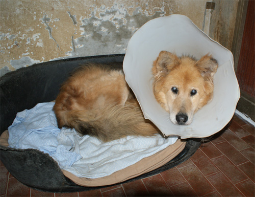 orso_3.12.2012_n._3.jpg