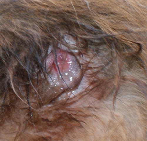 orso_6.11.2012_n._1.jpg
