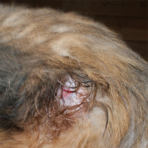 orso_6.11.2012_n._2.jpg