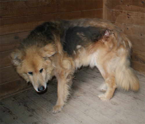 orso_6.11.2012_n._3.jpg