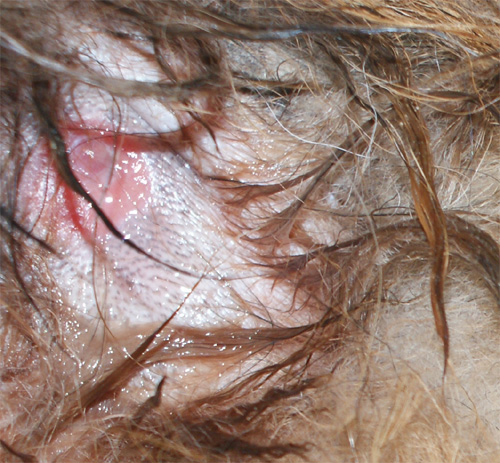 orso_6.11.2012_n._6.jpg