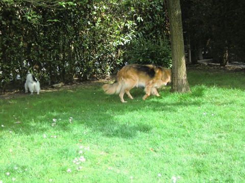 orso_7.4.2014_n._3.jpg