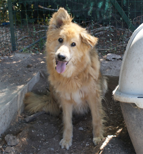 orso_focato_9.09.2011_n._1.jpg