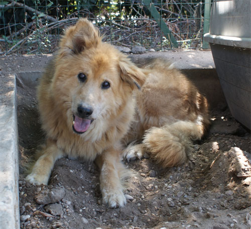 orso_focato_9.09.2011_n._2.jpg
