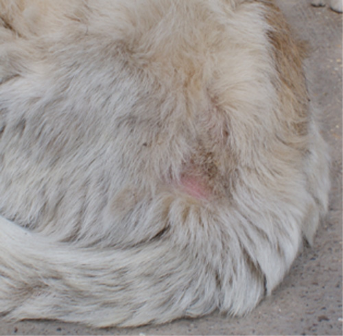 pasquale_20.03.2012_n._1.jpg