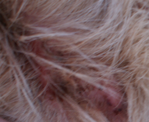 pasquale_26.01.2012_n._4.jpg