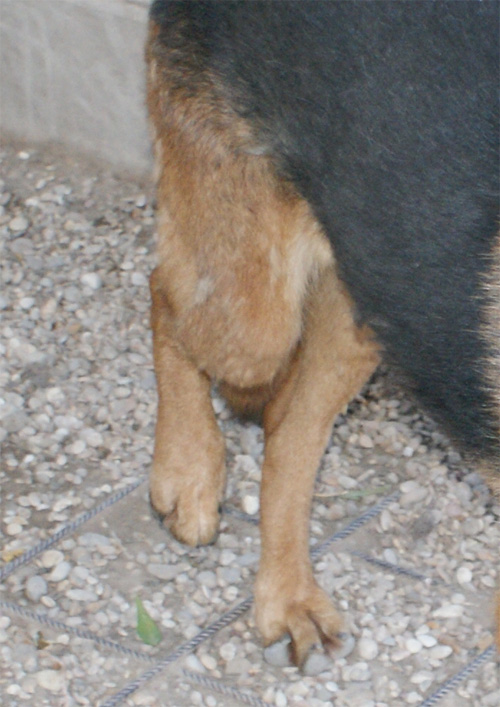 pepe_15.07.2011_n._3.jpg