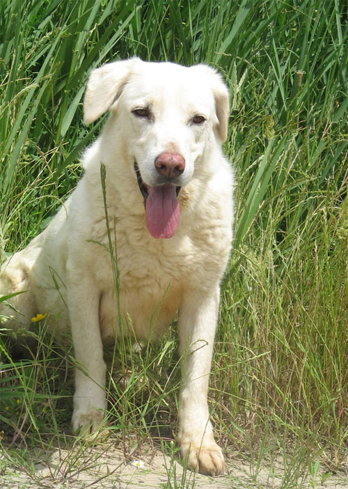 perla_5.06.2008__seduta1.jpg