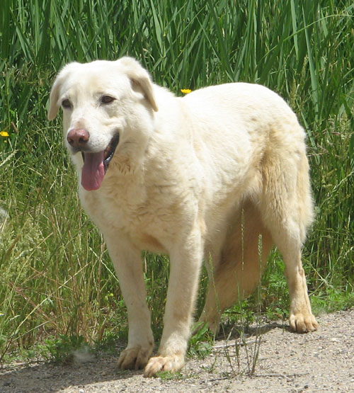 perla_5.06.2008_intera1.jpg