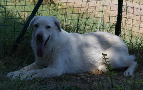 perla_8.07.2011_n._1.jpg