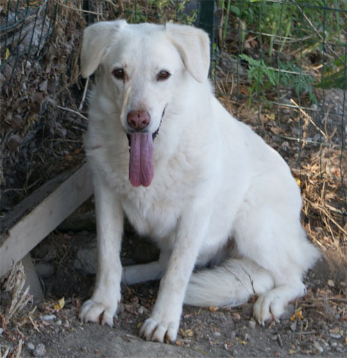 perla_8.07.2011_n._4.jpg