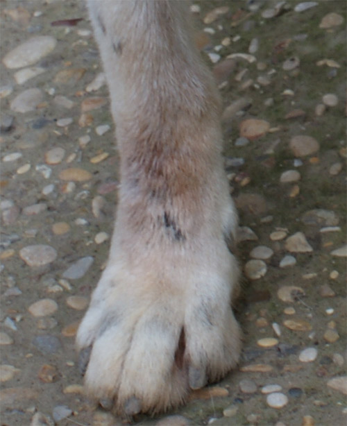 picchio_10.09.2012_n._1.jpg