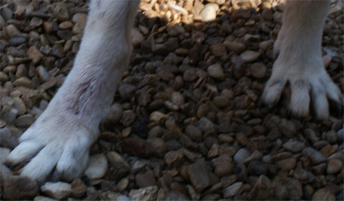 picchio_20.08.2012_n._1.jpg