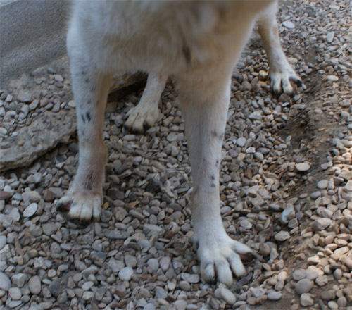 picchio_20.08.2012_n._2.jpg