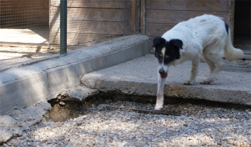 picchio_28.08.2012_n._3.jpg