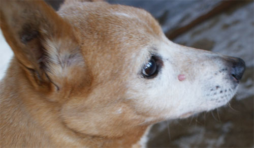 pirata_28.3.2012_n._1.jpg