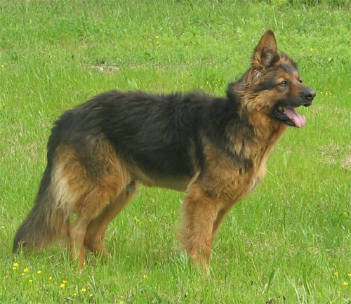 poldo_pt_10.4.2008_intero2.jpg