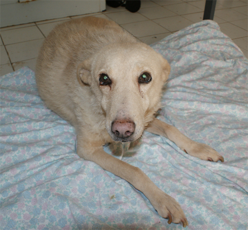principessa_13.12.2011_n._1.jpg