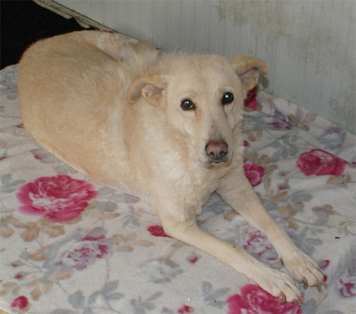 principessa_5.04.2012_n._2.jpg