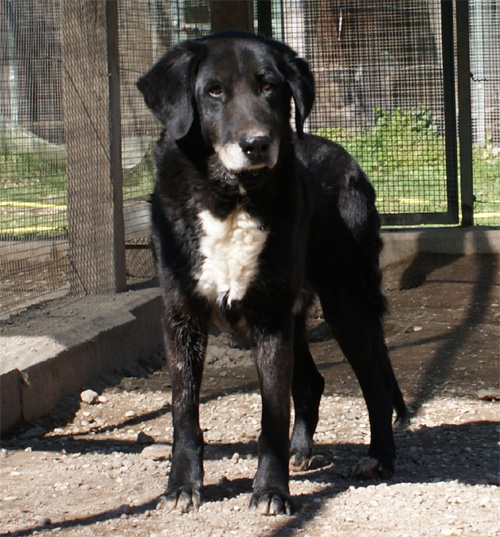 saro_1.03.2012_n._3.jpg