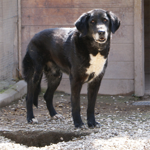 saro_20.03.2012_n._1.jpg