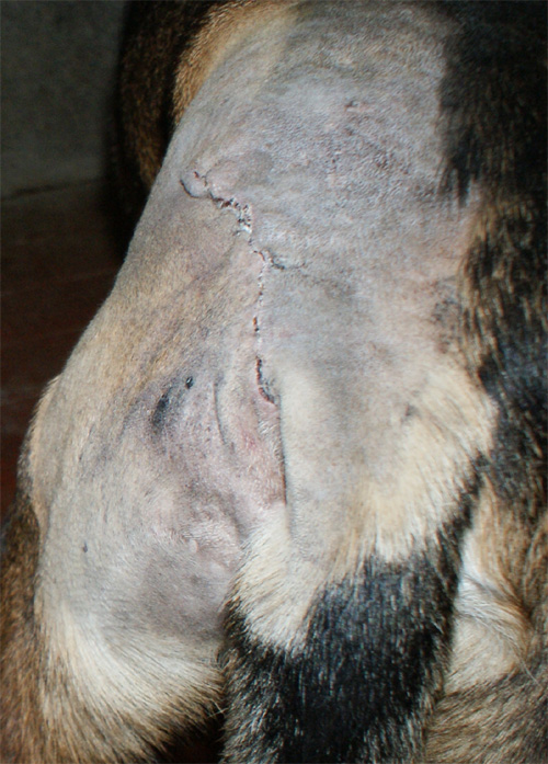 sereno_3.12.2012_n._8.jpg