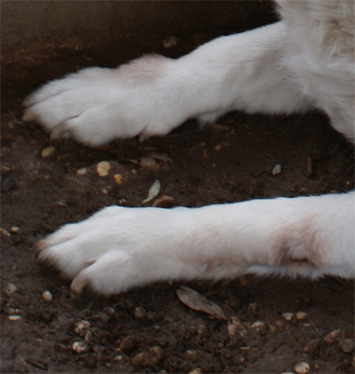 stella_5.01.2012_n._2.jpg