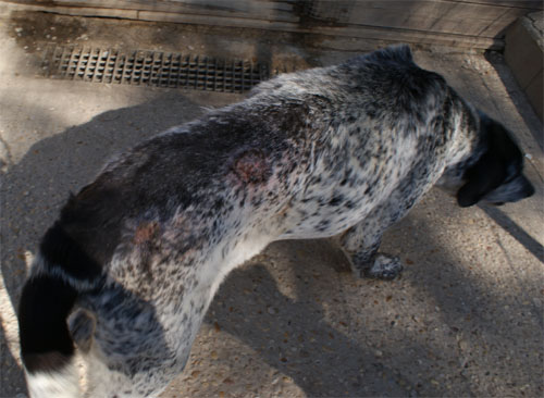 stracciatella_28.3.2012_n._1.jpg