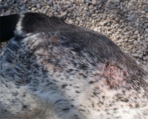 stracciatella_28.3.2012_n._5.jpg