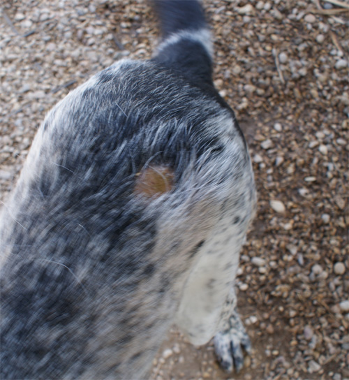 stracciatella_6.07.2012_n._3.jpg